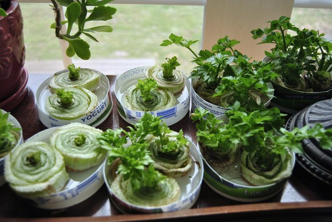 Regrow food from scraps and stumps. There are over 20 veggies, herbs, and even a few fruits that will re-spawn themselves!