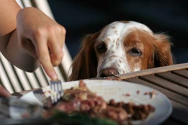 Let food fall out of your mouth or off your plate because you know your dog will just eat it.