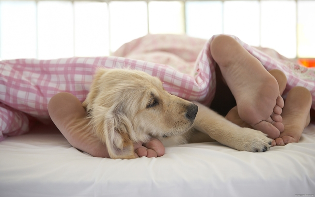 Even if you started out saying your dog wasn't allowed in the bed, you quickly changed your mind when you realized he was the perfect way to keep your feet warm.