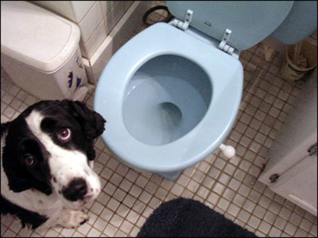 You've actually said, "I'll be right out" when your dog has scratched at the door while you're in the bathroom. Like they have any idea what you're saying.