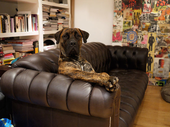 When people come over you pretend the dog isn't allowed on the couch, but when they leave, we know the truth.