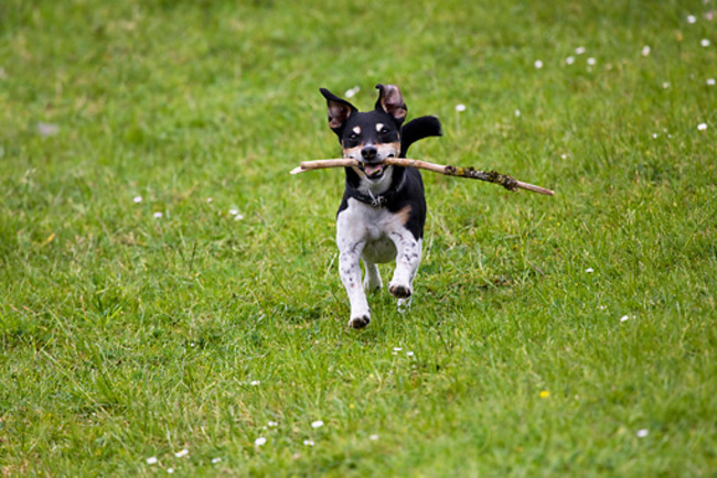 Seen a stick lying in the grass and thought, "I bet my dog would love that stick."