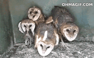 15 Pics That Prove Owls Are The Creepiest In The Animal Kingdom