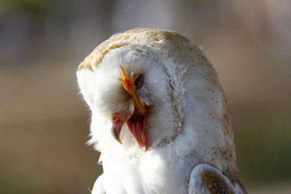 15 Pics That Prove Owls Are The Creepiest In The Animal Kingdom