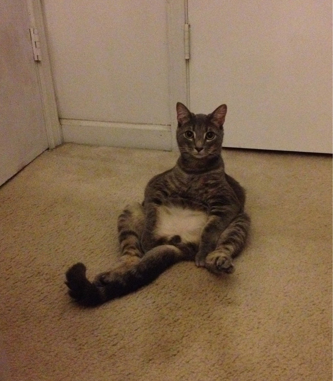 27 Cats Who Will Sit However They Damn Well Please