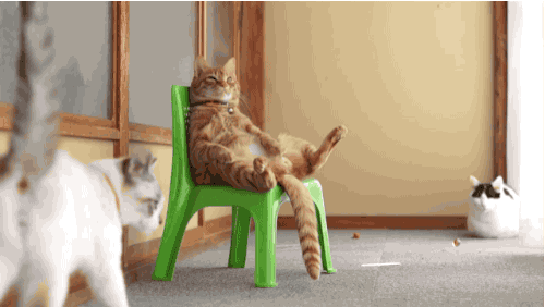 27 Cats Who Will Sit However They Damn Well Please