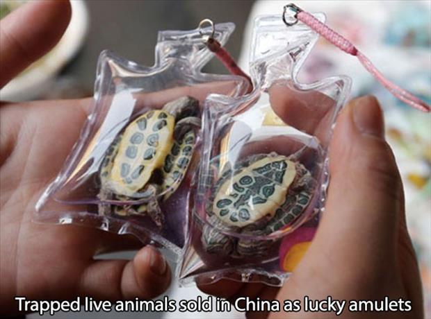live animal key chain - Trapped live animals sold in China as lucky amulets