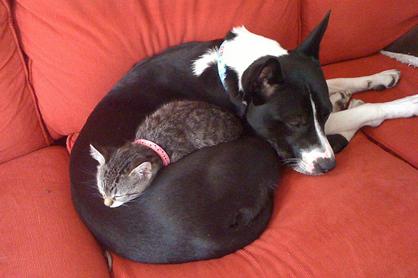 21 cats who use dogs as pillows