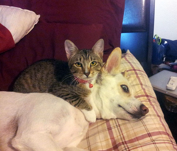 21 cats who use dogs as pillows