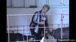 14 GIFs of Reporters Being Attacked by Animals