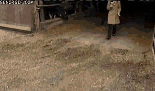 14 GIFs of Reporters Being Attacked by Animals