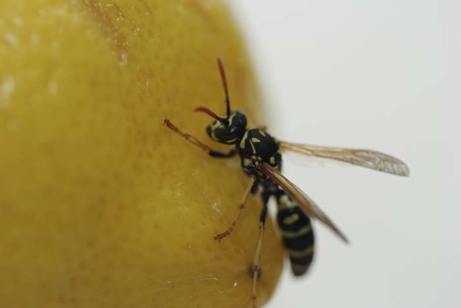 Take the pain out of a wasp sting with a drop of lemon juice.