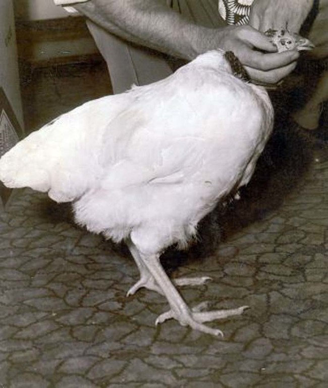 It wasn't long before Mike was dubbed "The Headless Wonder Chicken" by the press. Lloyd and Clara fed him water and grain through a medicine dropper and he grew from just 2.5 pounds to almost 8 pounds.