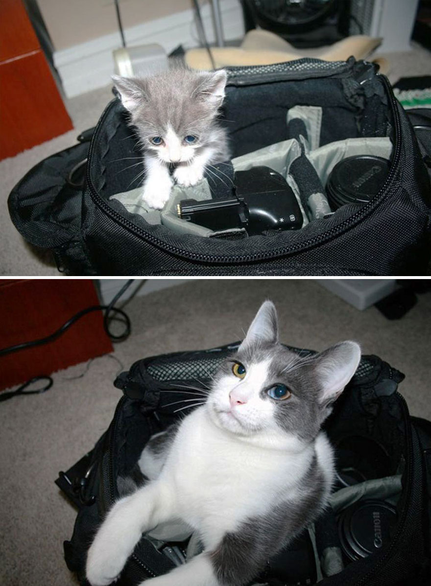 15 Before-And-After Photos Of Cats Growing Up