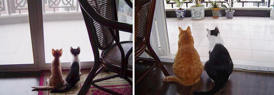 15 Before-And-After Photos Of Cats Growing Up
