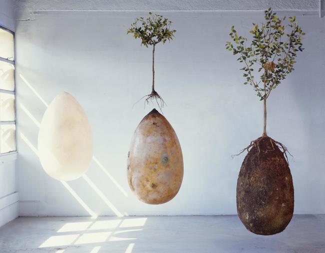 These revolutionary "seeds" were developed in the hopes of offering a more practical burial