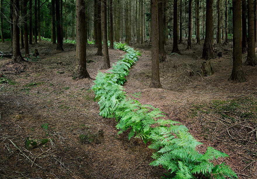 forest art ellie davies photography