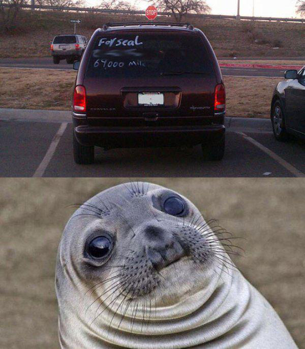 awkward seal