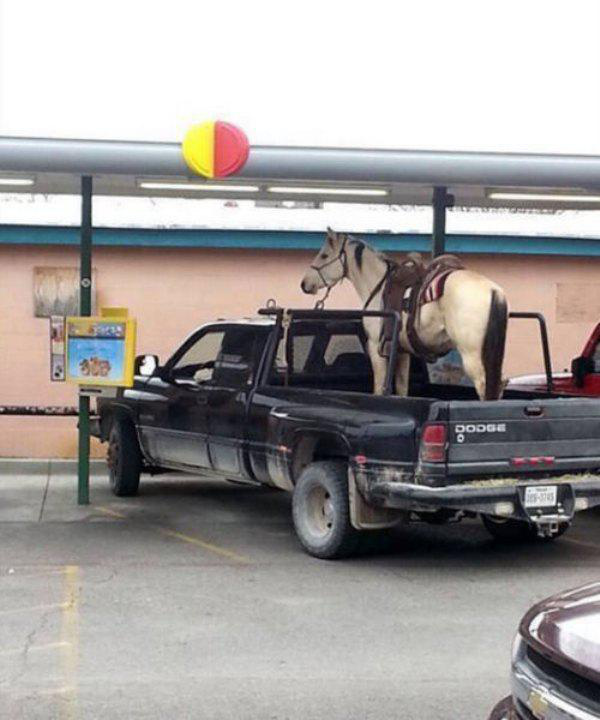 horse in truck bed - Popa