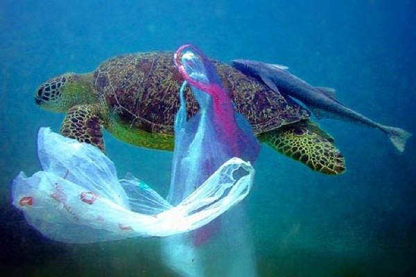 Marine creatures swallow plastic bags because they think they are edible jellyfish.