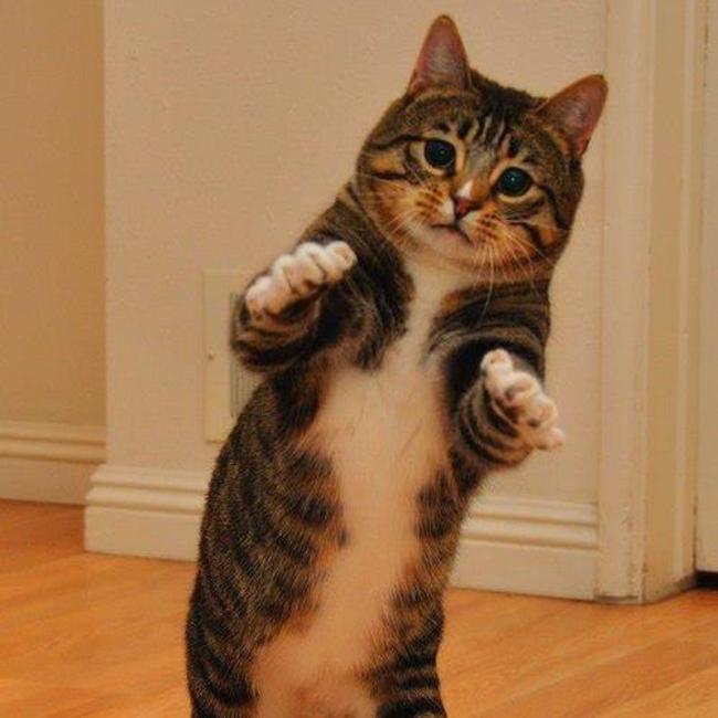 28 animals with killer dance moves