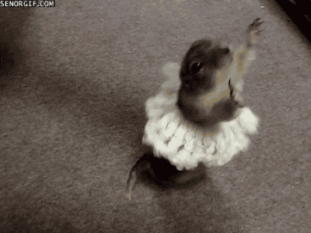 28 animals with killer dance moves