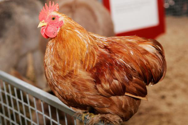 In Australia you can rent-to-own a chicken before deciding if you’d like to be a chicken farmer.