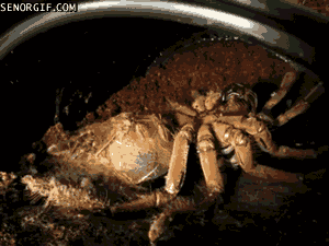 9 Gifs Of Animals Shedding Their Skin Are Horrifying
