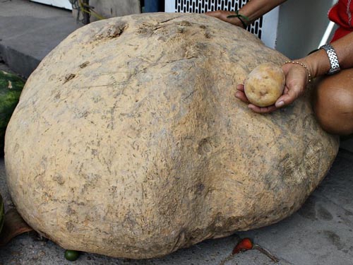 This Brazilian potato is 176 pounds.