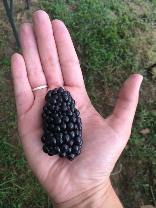 This blackberry is damn big.