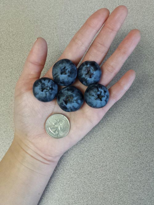 These blueberries are hella big.