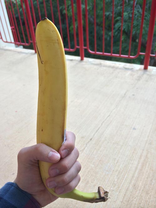 This banana is unusually large.