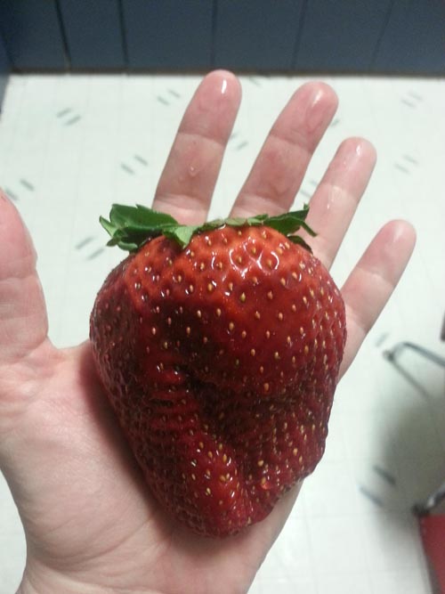 This strawberry is the size of a human heart.
