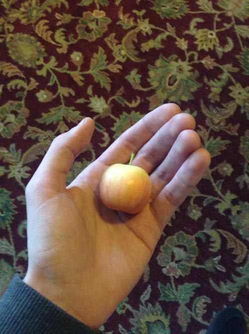This apple is too small, but it's adorable.