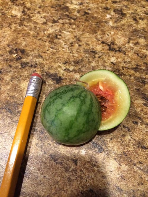 This tiny watermelon is cute.