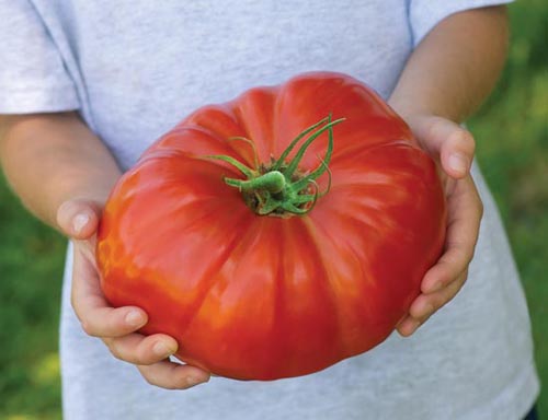 This tomato is pretty damn large.