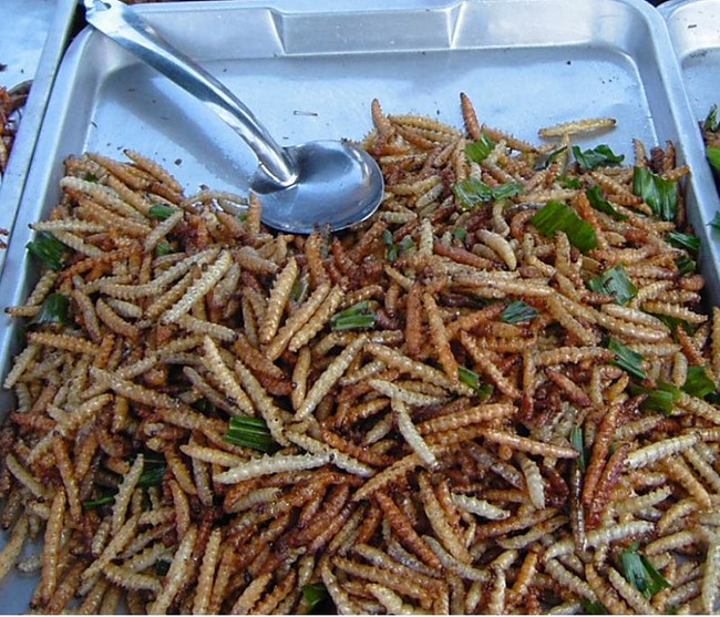 Bamboo Worms.