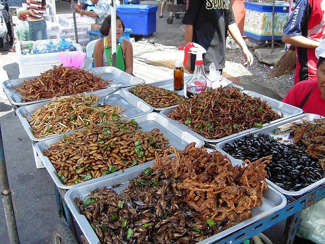 Bugs, bugs, and more bugs. Including scorpions and grasshoppers!