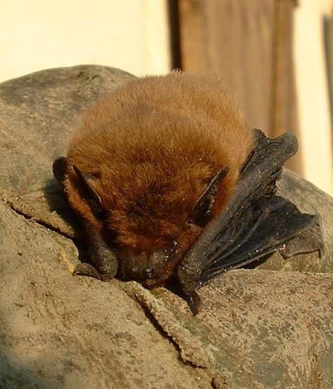 Rabies is transmitted through the saliva of infected animals. It is most commonly spread through bats.