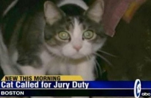 funny new headlines - New This Morning Cat Called for Jury Duty Boston