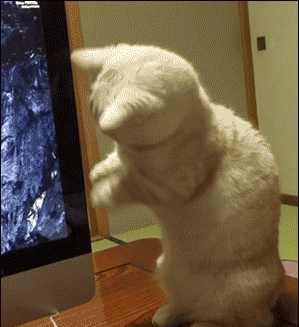 13 gifs with surprise endings