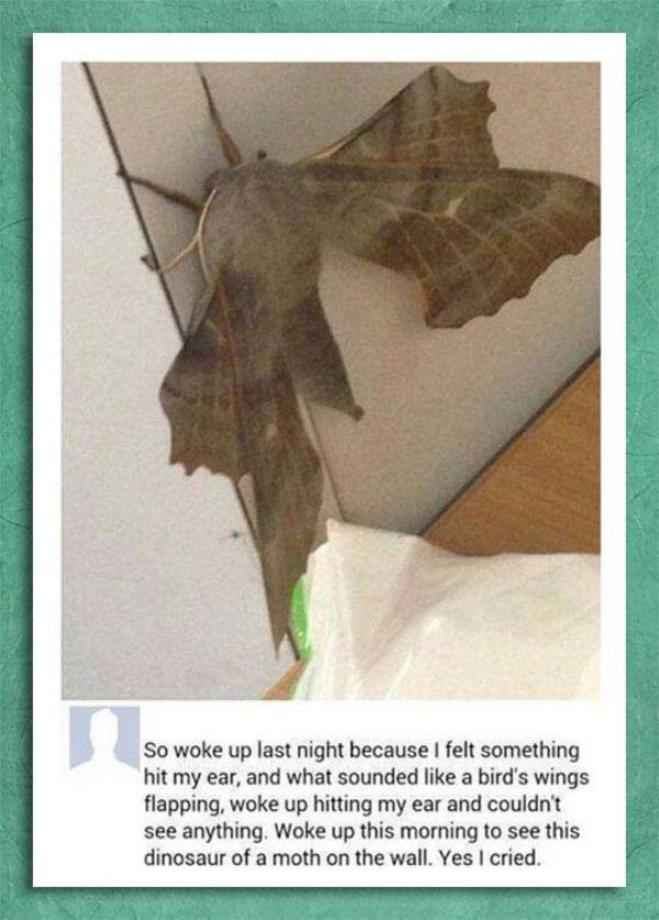 19 pictures that will make you say NOPE