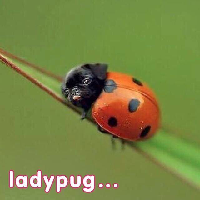 pun pug ladybug - ladypug...