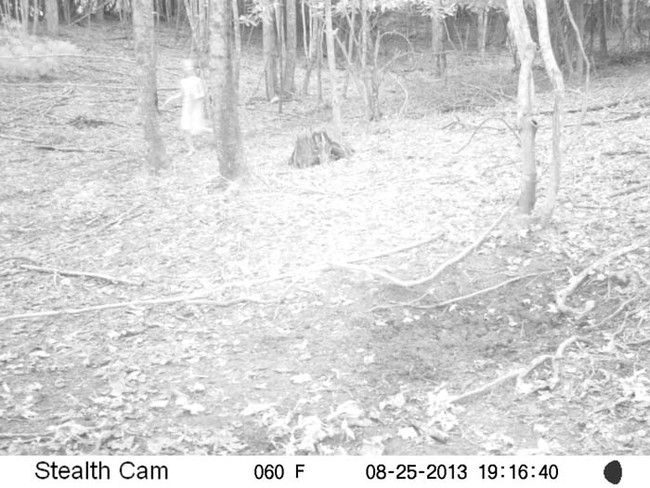A game-trail camera captures the ghost of a little girl running through the woods at night.