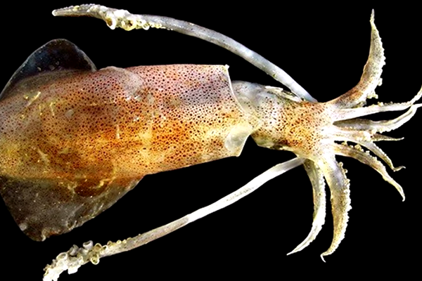 Squid spermatophores were found swimming in a South Korean woman’s mouth after eating partially cooked squid.