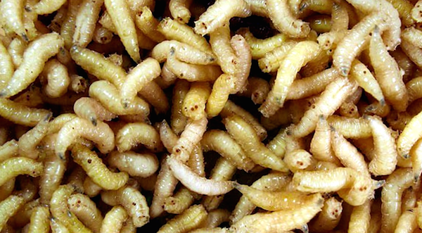 A 92-year-old woman had 57 maggots in her ear. They had been in there for 3 days…