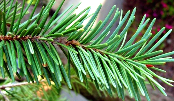 A 2-inch-tall fir tree was found growing in a Russian man’s lungs.