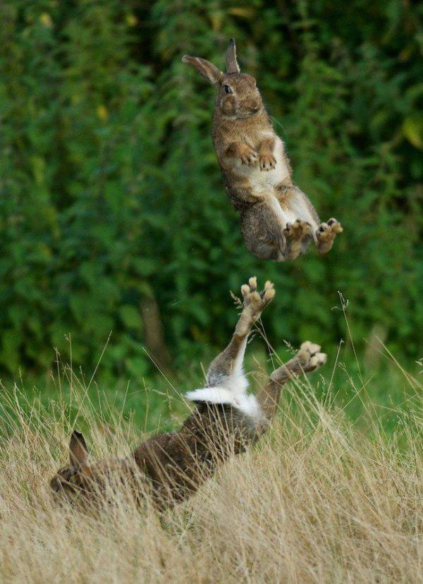 perfect timing fighting rabbits
