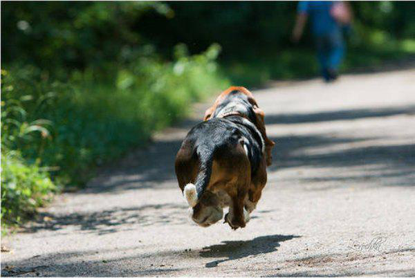 perfect timing unique basset hound