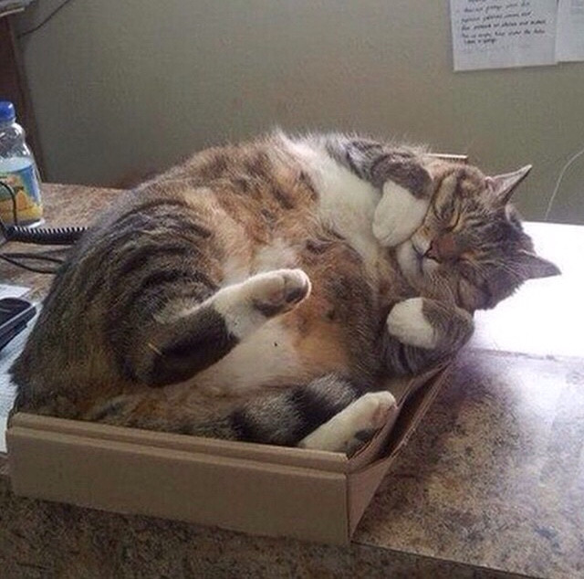 25 cats who will sit even if they don't fit